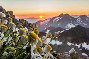 Daisies at the Becherhaus, Stubai Alps, sunset, Austria Daisies at the Becherhaus, Stubai Alps, sunset, Austria